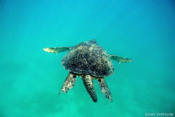 Big turtle! by Glenn Verheyde 